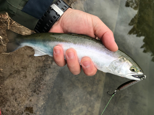 ヤマメの釣果