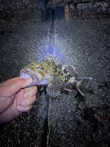 カサゴの釣果