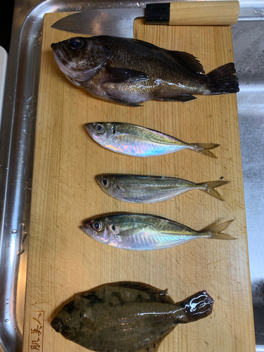 メバルの釣果