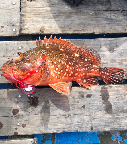 ウッカリカサゴの釣果