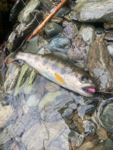 アマゴの釣果