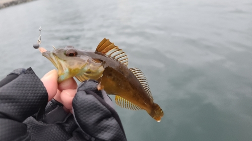 アナハゼの釣果