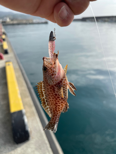 オオモンハタの釣果