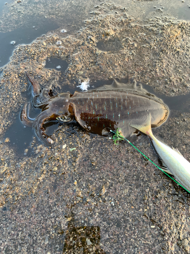 アオリイカの釣果