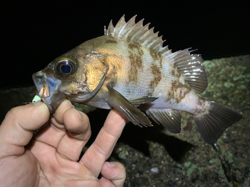 メバルの釣果