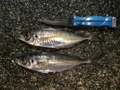 アジの釣果