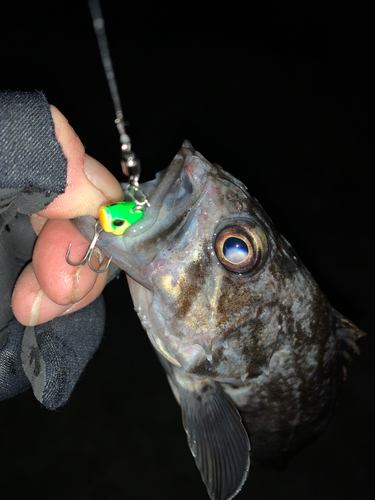 クロソイの釣果