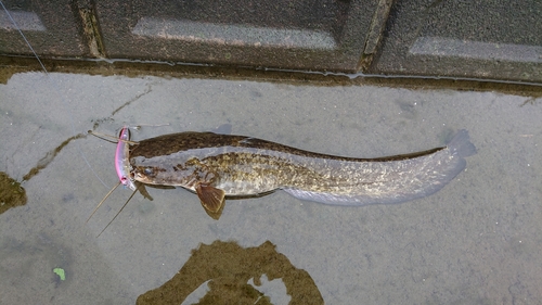 ニホンナマズの釣果