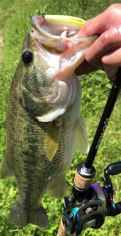 ブラックバスの釣果