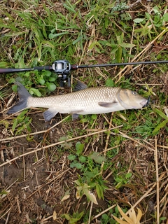 ニゴイの釣果