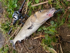 ニゴイの釣果