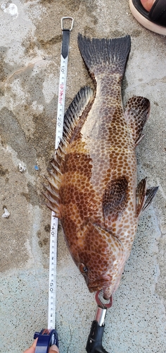 オオモンハタの釣果