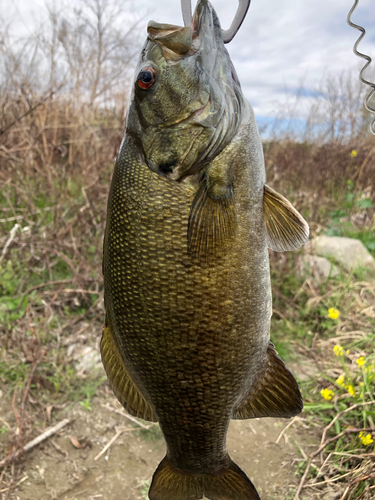 スモールマウスバスの釣果