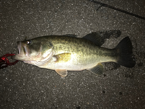 ラージマウスバスの釣果