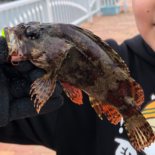 ヨロイメバルの釣果