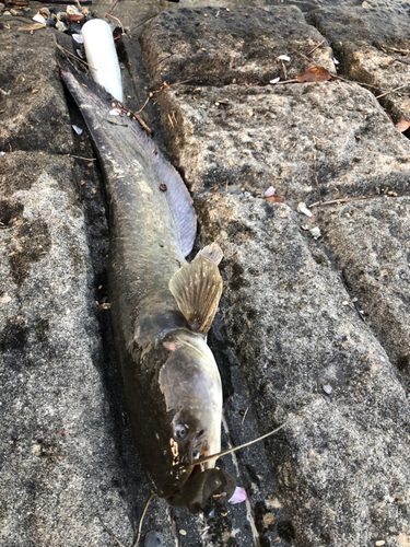 ナマズの釣果