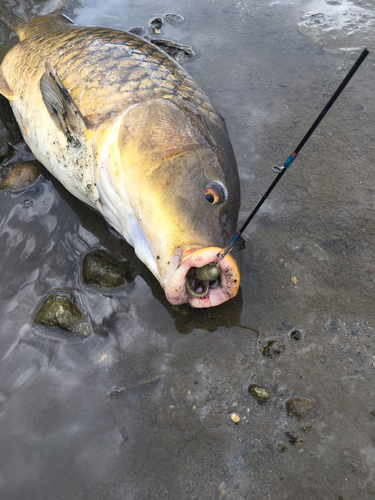 コイの釣果