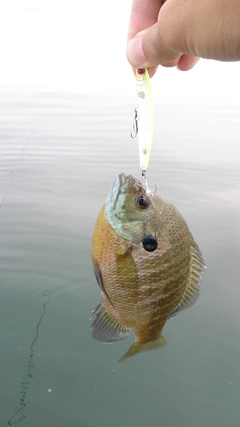 ブルーギルの釣果