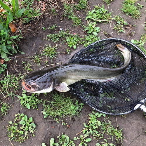 ナマズの釣果