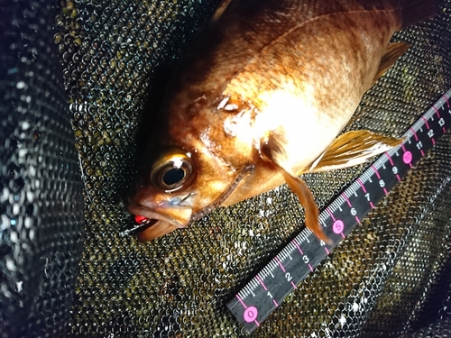 メバルの釣果