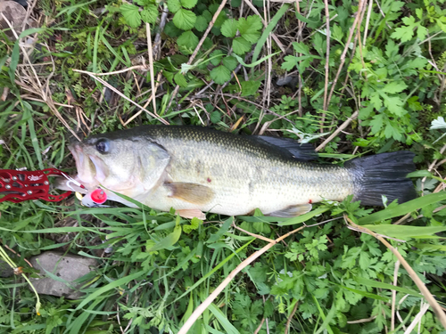 ラージマウスバスの釣果