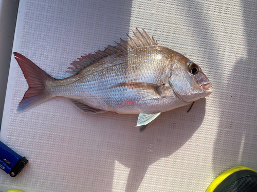 マダイの釣果