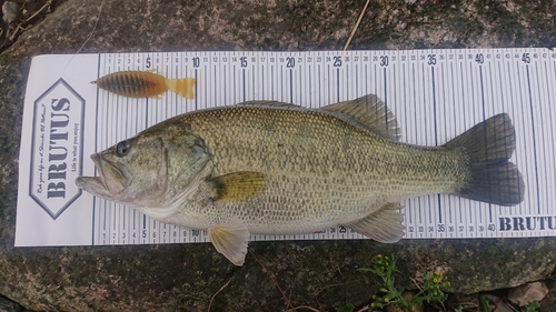 ブラックバスの釣果