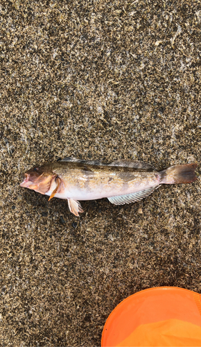 アイナメの釣果