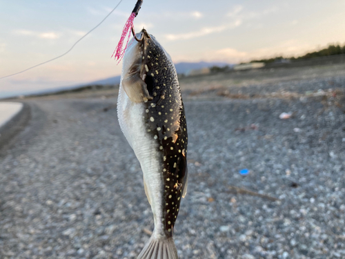 クサフグの釣果