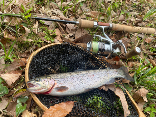 ニジマスの釣果