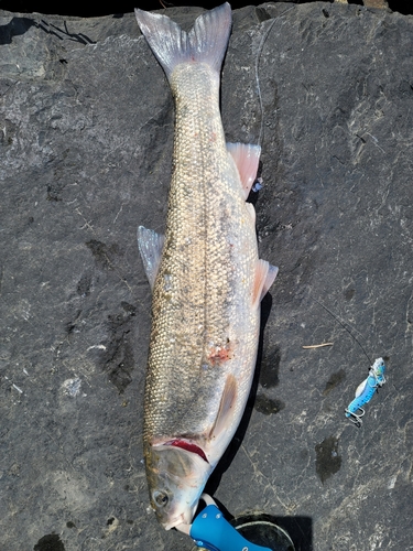 マルタウグイの釣果