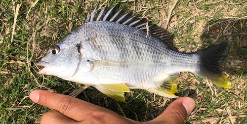 キビレの釣果