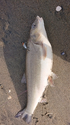 マルタウグイの釣果