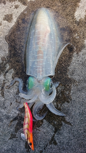 アオリイカの釣果