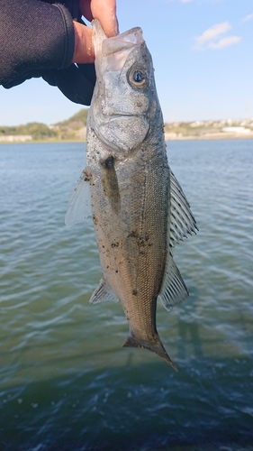 セイゴ（ヒラスズキ）の釣果