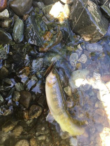 ニッコウイワナの釣果