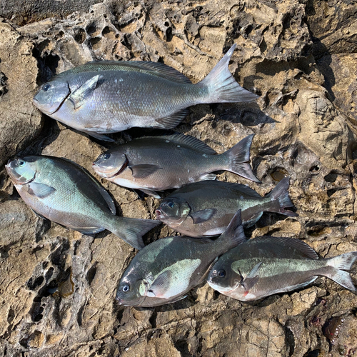 オナガグレの釣果