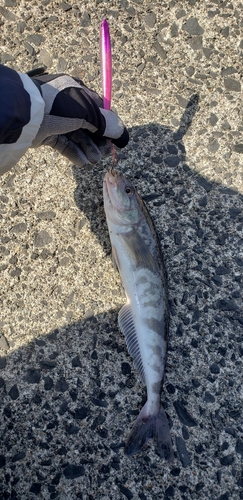 ホッケの釣果