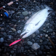 ウミサクラの釣果