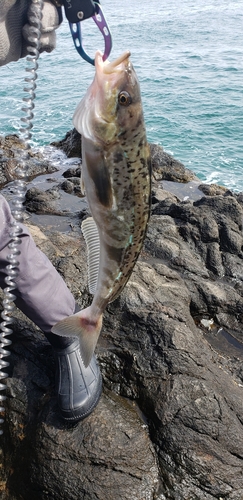 ホッケの釣果