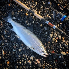 ウミサクラの釣果