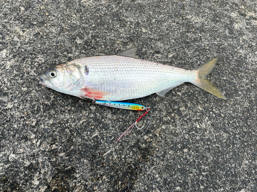 コノシロの釣果