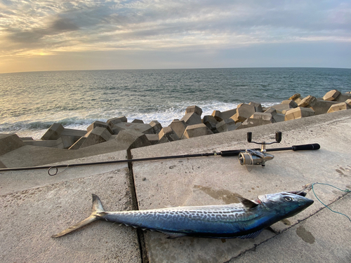 サゴシの釣果