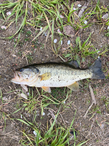 ブラックバスの釣果