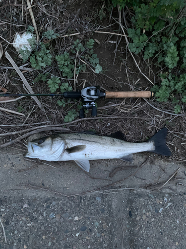 スズキの釣果