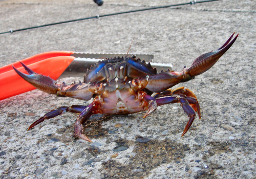 イシガニの釣果