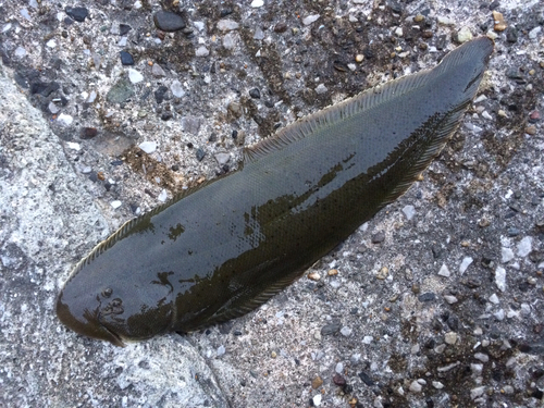 シタビラメの釣果