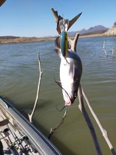 ナマズの釣果