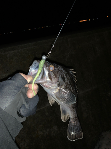 クロソイの釣果