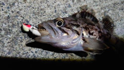 クロソイの釣果